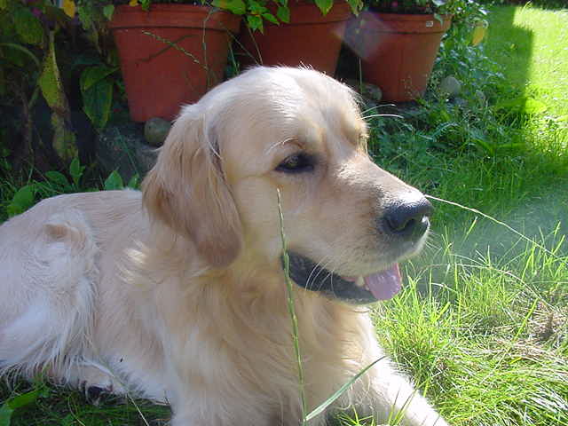 Pelle