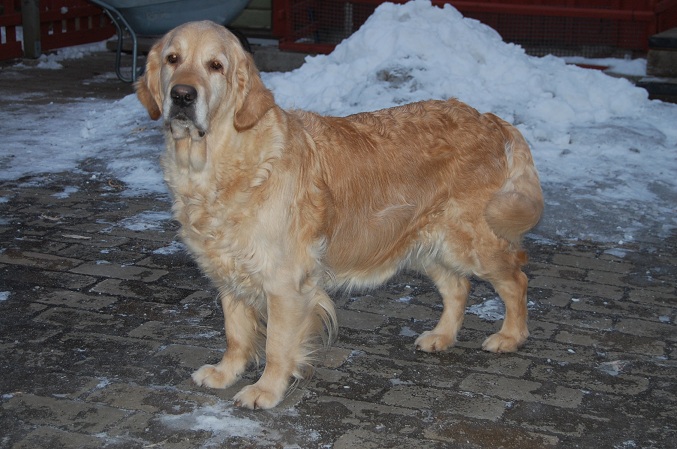GuldFias Fame "Fanny"