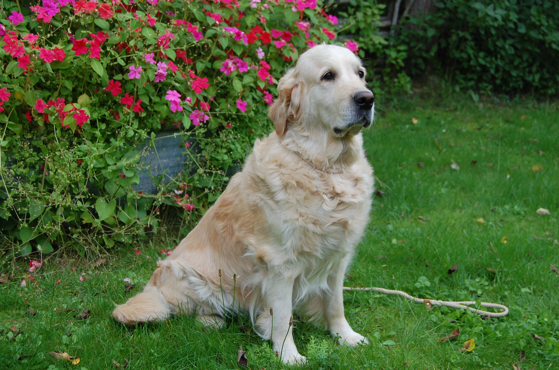 Guld-Fias Flora "Holly"