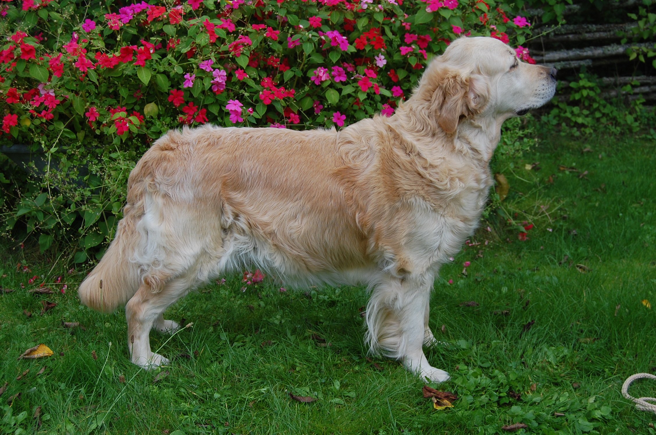 Guld-Fias Flora "Holly"