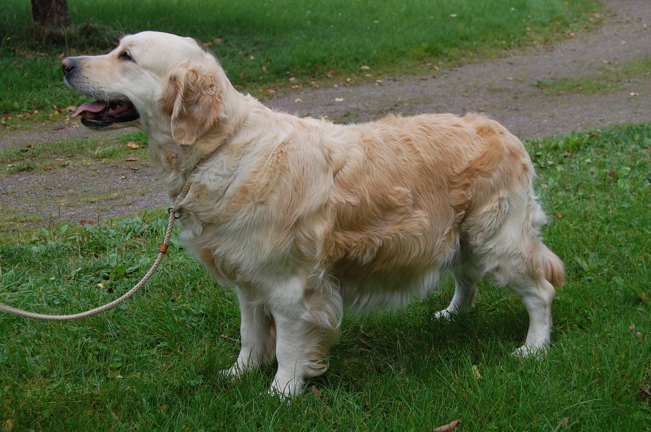Guld-Fias Signe Tillisch "Sally"