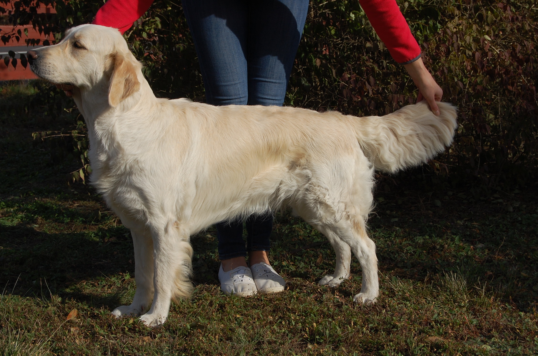 Guld-Fias Fluttershy "Toffsy"